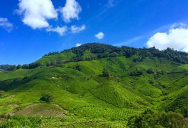 vendesi bellissimo terreno di circa 3 Ha nella collina di Conegliano ideale per prosecco DOCG