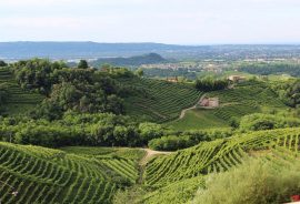 Nelle Colline di Valdobbiadene, nel cuore del prosecco superiore DOCG