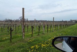 Vigneti di prosecco DOCG colli Conegliano