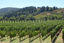 CAntina e vigneti in Valpolicella