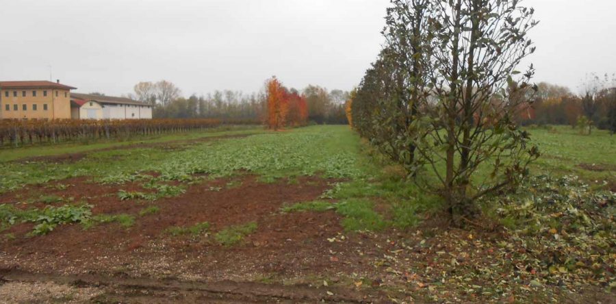 Candelù: nella campagna trevigiana terreno di circa 2,5 ettari di seminativo con capannone di circa 500 mq.
