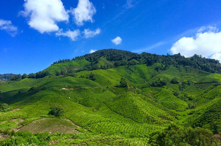 terreno vendesi di circa 3 Ha nella collina di Conegliano ideale per prosecco DOCG