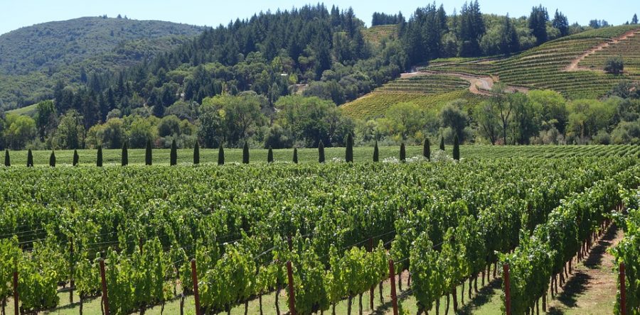 CAntina e vigneti in Valpolicella