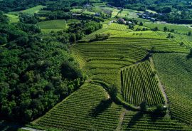 Le migliori occasioni nei colli orientali del Friuli Venezia Giulia e Isonzo!