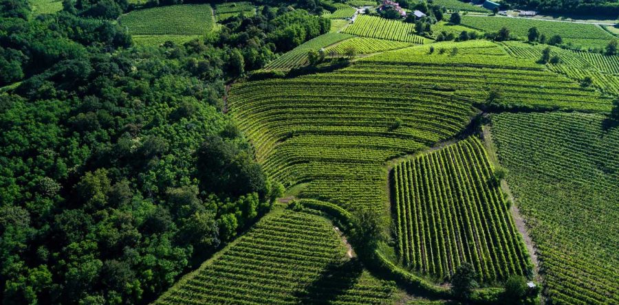 Le migliori occasioni nei colli orientali del Friuli Venezia Giulia e Isonzo!