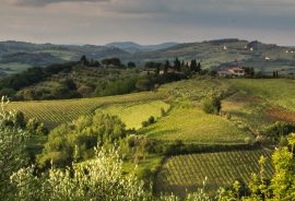 Prestigiose tenute agricole in Toscana e Umbria!