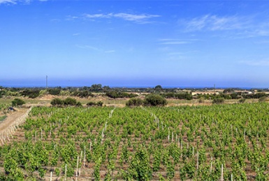 vigneti della cantina in Gallura Sardegna