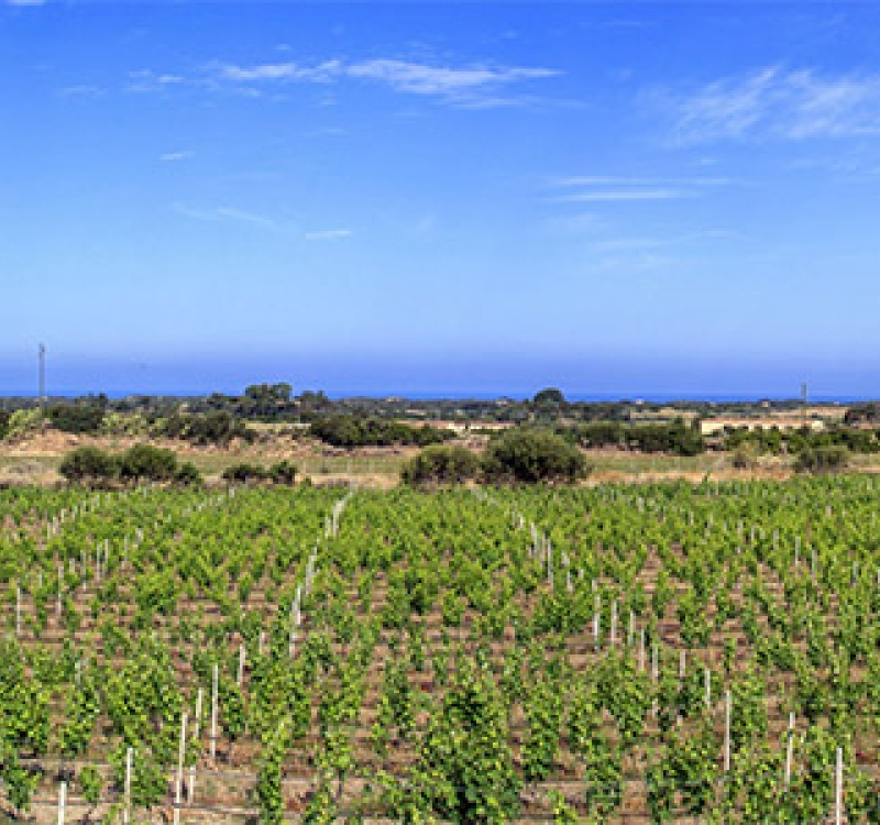 vigneti della cantina in Gallura Sardegna