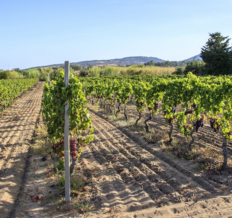 vigneti della cantina in Gallura Sassari Sardegna