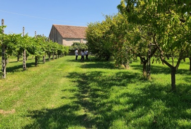 Vista dell'Azienda agricola frutteto e vigna