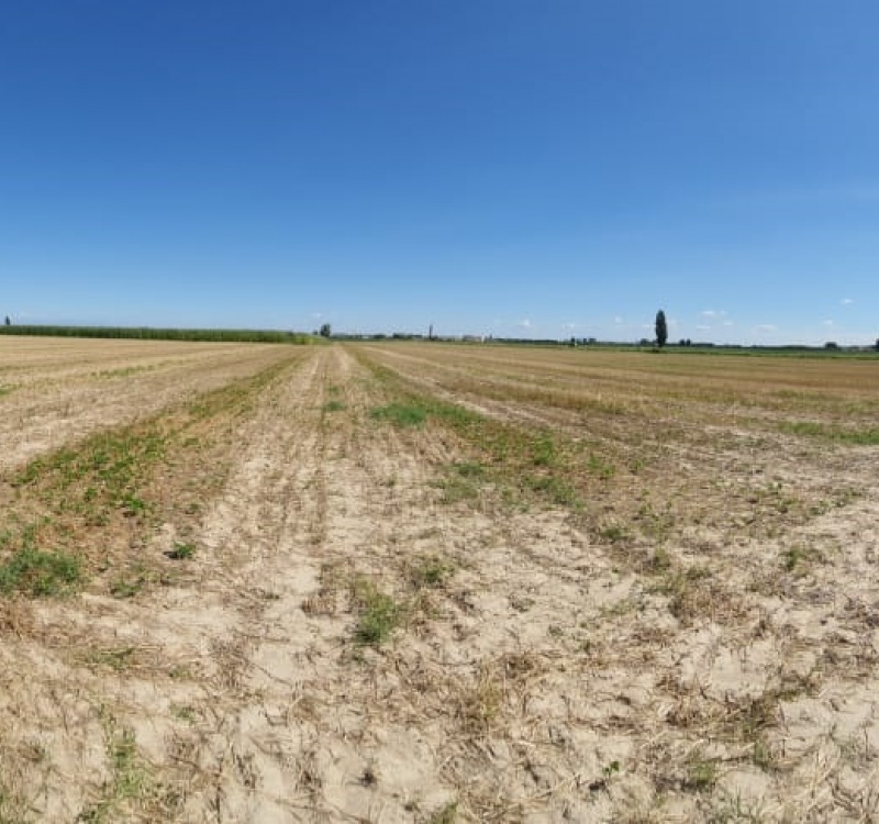 terreno di coltivazione verdure