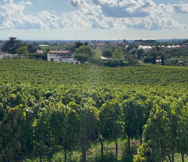 Albano, Roma, Italia, 8 Stanze Stanze,2 BagnoBagno,Tenuta Agricola,Tenute Agricole Vinicole,1094