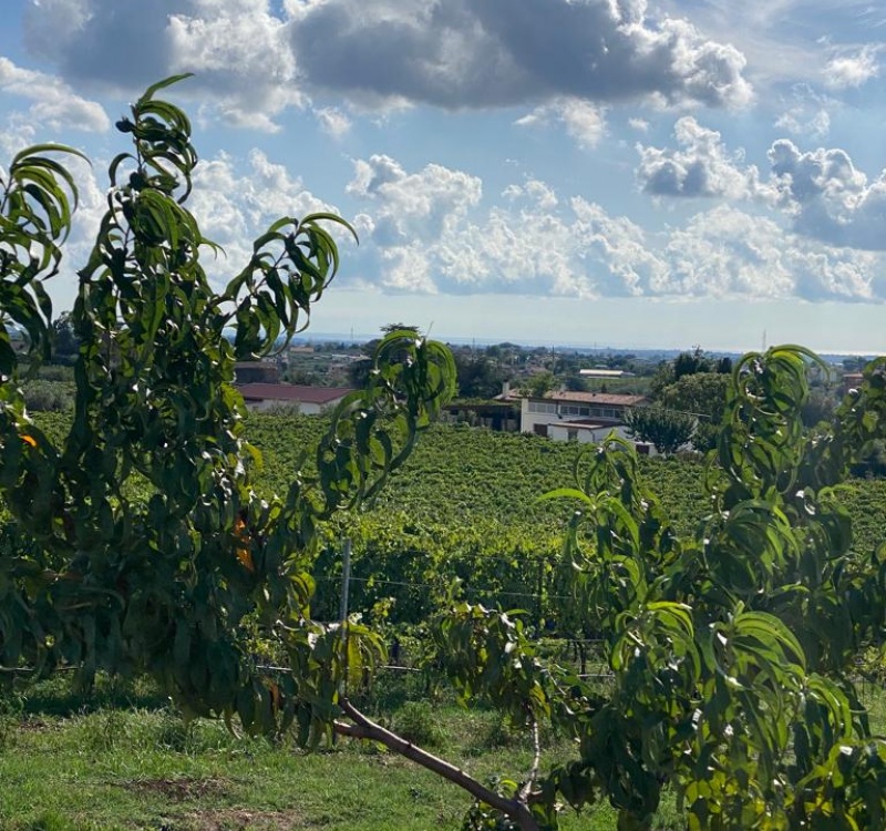 Albano, Roma, Italia, 8 Stanze Stanze,2 BagnoBagno,Tenuta Agricola,Tenute Agricole Vinicole,1094