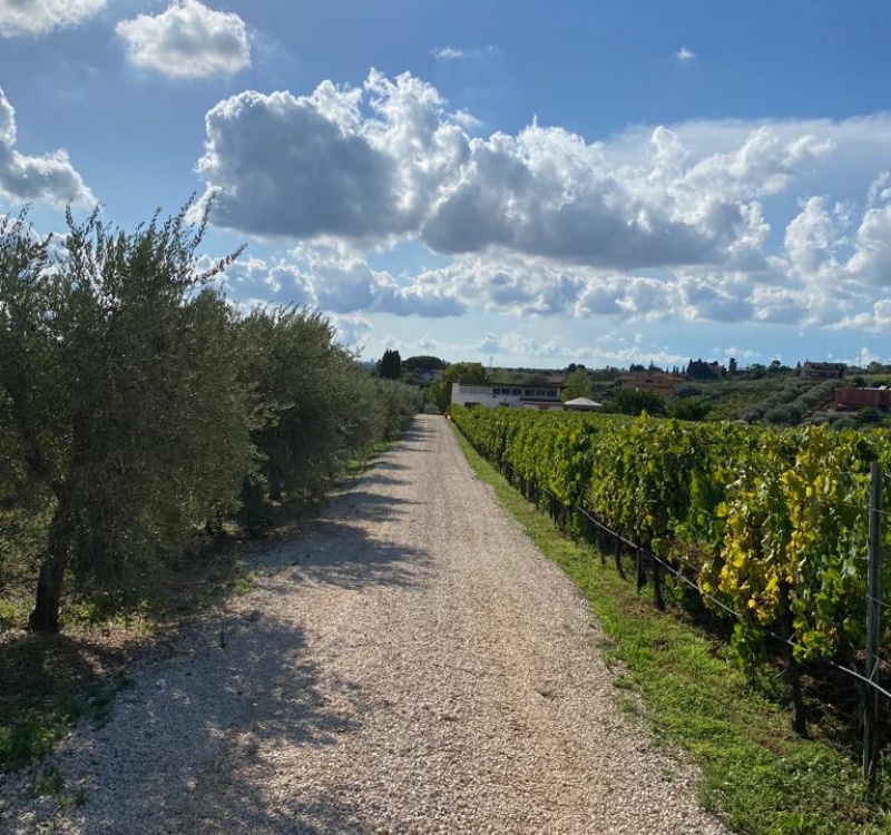 Albano, Roma, Italia, 8 Stanze Stanze,2 BagnoBagno,Tenuta Agricola,Tenute Agricole Vinicole,1094