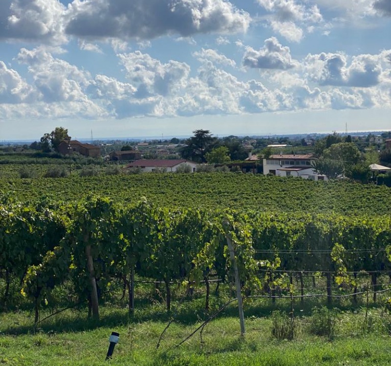 Azienda agricola nei Colli Romani