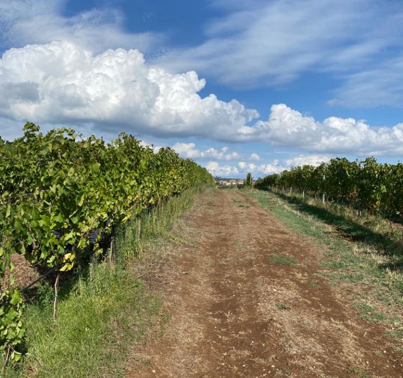 Albano, Roma, Italia, 8 Stanze Stanze,2 BagnoBagno,Tenuta Agricola,Tenute Agricole Vinicole,1094