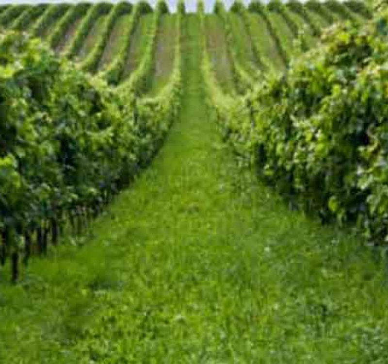 Venosa, Italia, ,Tenuta Agricola,Tenute Agricole Vinicole,1114