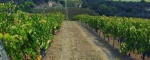 Venosa, Italia, ,Tenuta Agricola,Tenute Agricole Vinicole,1114