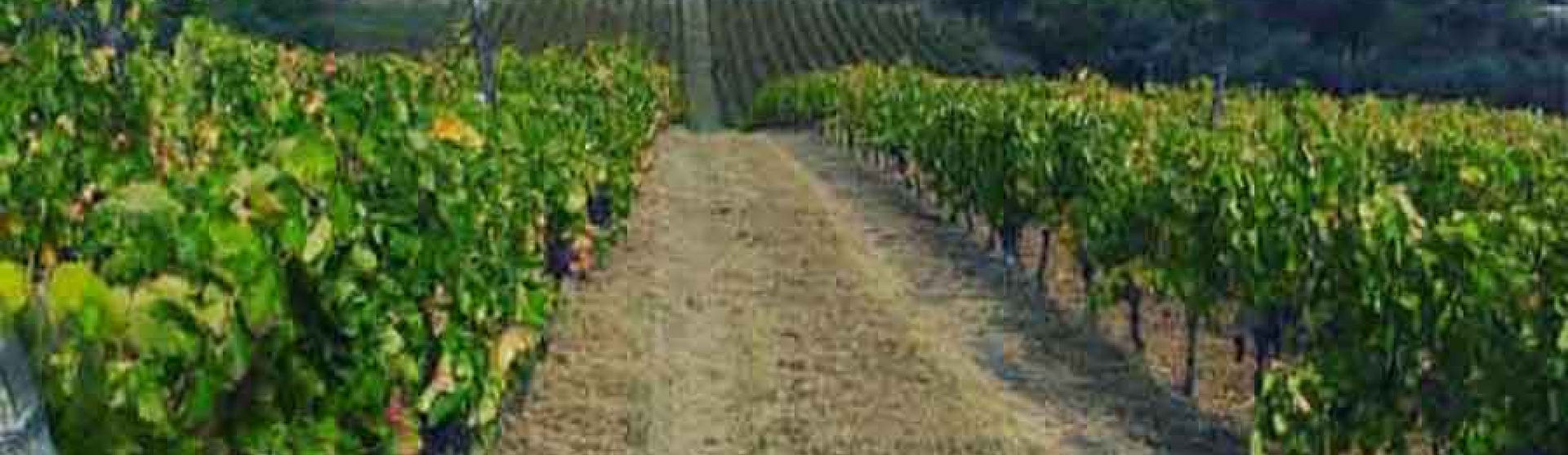 Venosa, Italia, ,Tenuta Agricola,Tenute Agricole Vinicole,1114