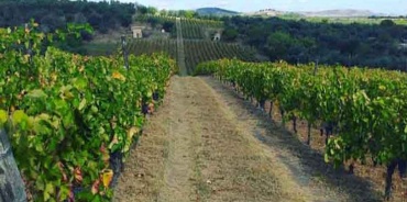 Venosa, Italia, ,Tenuta Agricola,Tenute Agricole Vinicole,1114