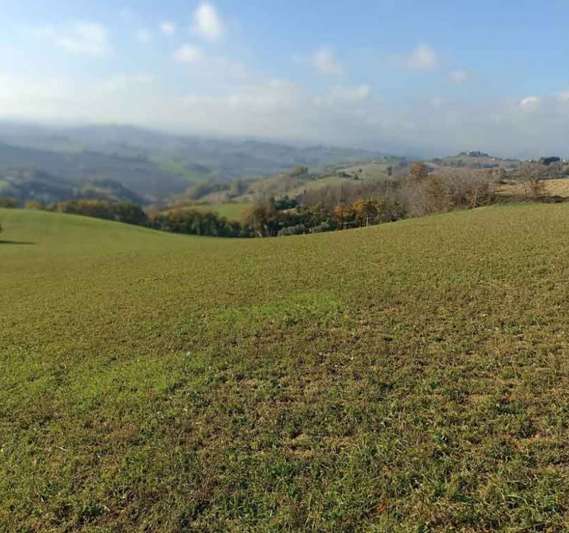 Petritoli, Ascoli Piceno, Italia, ,Tenuta Agricola,Agriturismo,1117