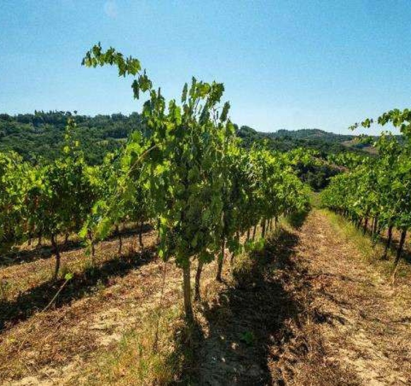 SIena, Italia, ,Tenuta Agricola,Tenute Agricole Vinicole,1122