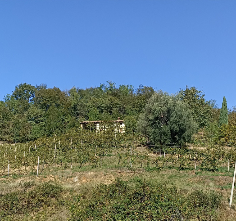 Refrontolo-Tarzo, Treviso, Italia, ,Tenuta Agricola,Casali e Rustici,1125