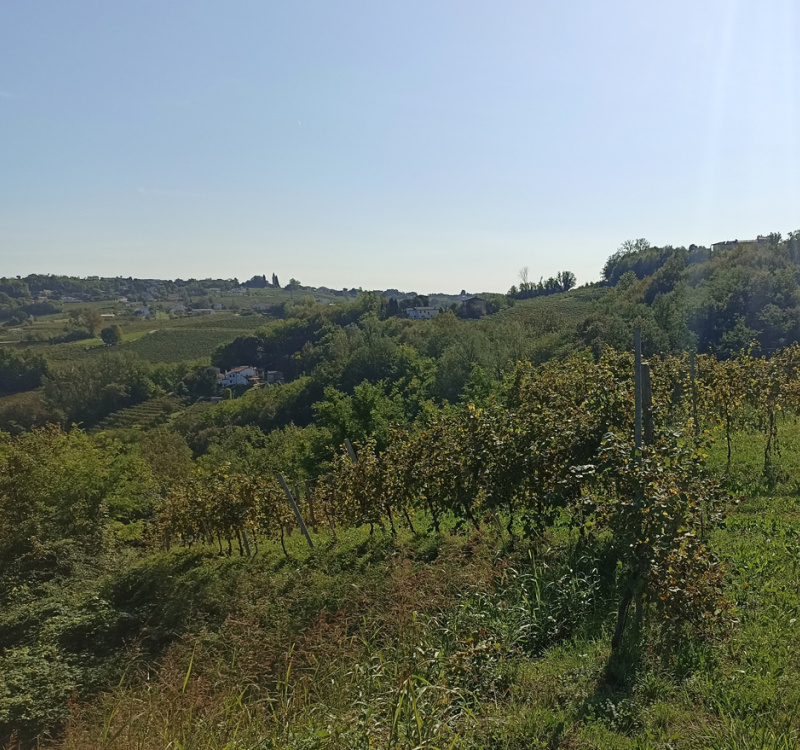 Refrontolo-Tarzo, Treviso, Italia, ,Tenuta Agricola,Casali e Rustici,1125