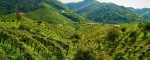 Esplorando il Fascino delle Tenute Vitivinicole nelle Colline UNESCO di Conegliano Valdobbiadene