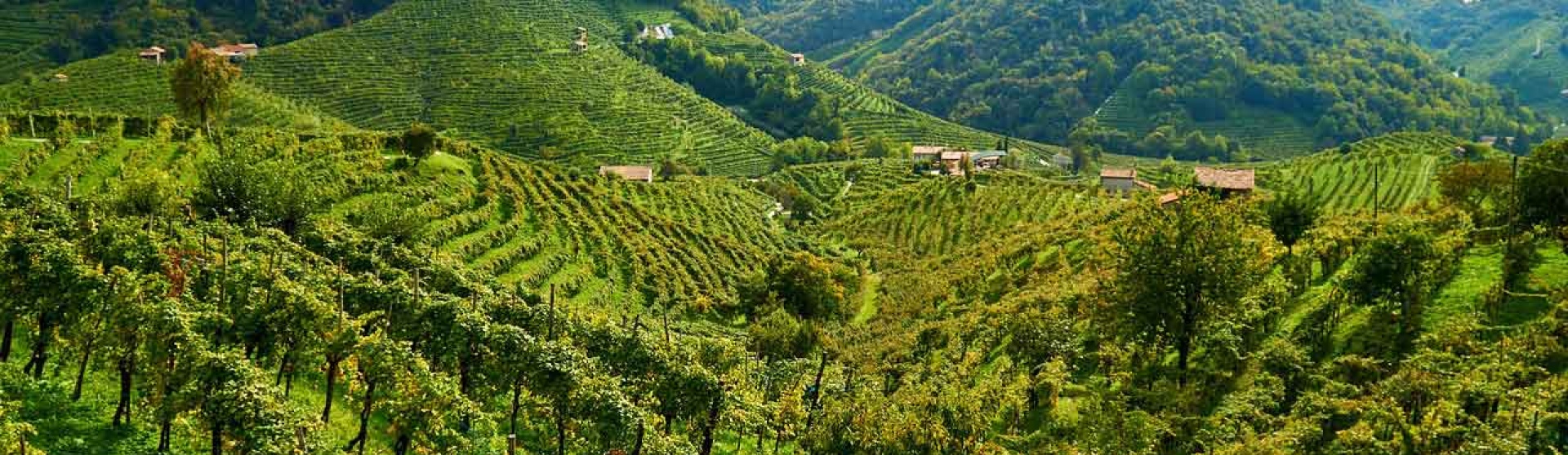 Esplorando il Fascino delle Tenute Vitivinicole nelle Colline UNESCO di Conegliano Valdobbiadene