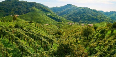 Esplorando il Fascino delle Tenute Vitivinicole nelle Colline UNESCO di Conegliano Valdobbiadene