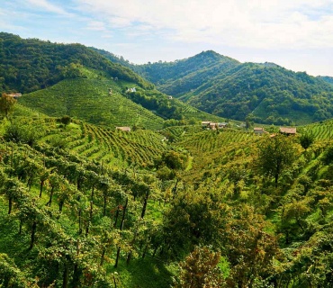 Esplorando il Fascino delle Tenute Vitivinicole nelle Colline UNESCO di Conegliano Valdobbiadene