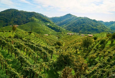 Esplorando il Fascino delle Tenute Vitivinicole nelle Colline UNESCO di Conegliano Valdobbiadene