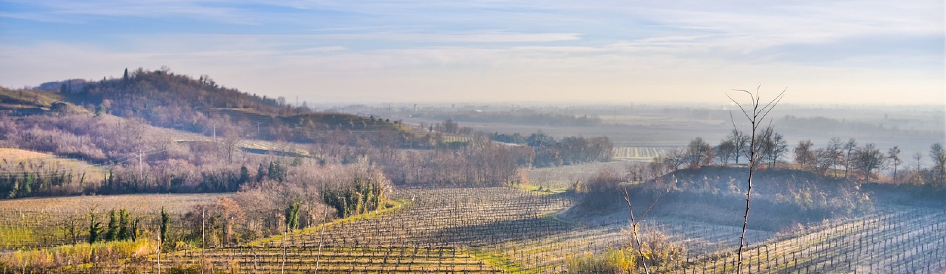 Gorizia - Udine, Friuli Venezia Giulia, Italia, ,Tenuta Agricola,Cantine e Vigne,1128