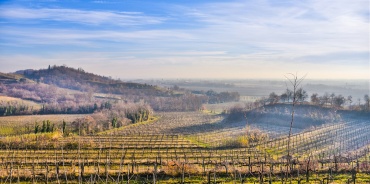 Gorizia - Udine, Friuli Venezia Giulia, Italia, ,Tenuta Agricola,Cantine e Vigne,1128