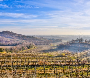 Gorizia - Udine, Friuli Venezia Giulia, Italia, ,Tenuta Agricola,Cantine e Vigne,1128