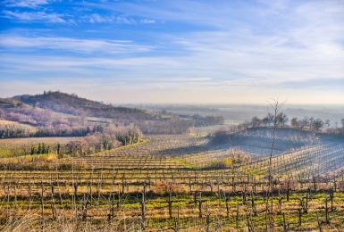 Gorizia - Udine, Friuli Venezia Giulia, Italia, ,Tenuta Agricola,Cantine e Vigne,1128