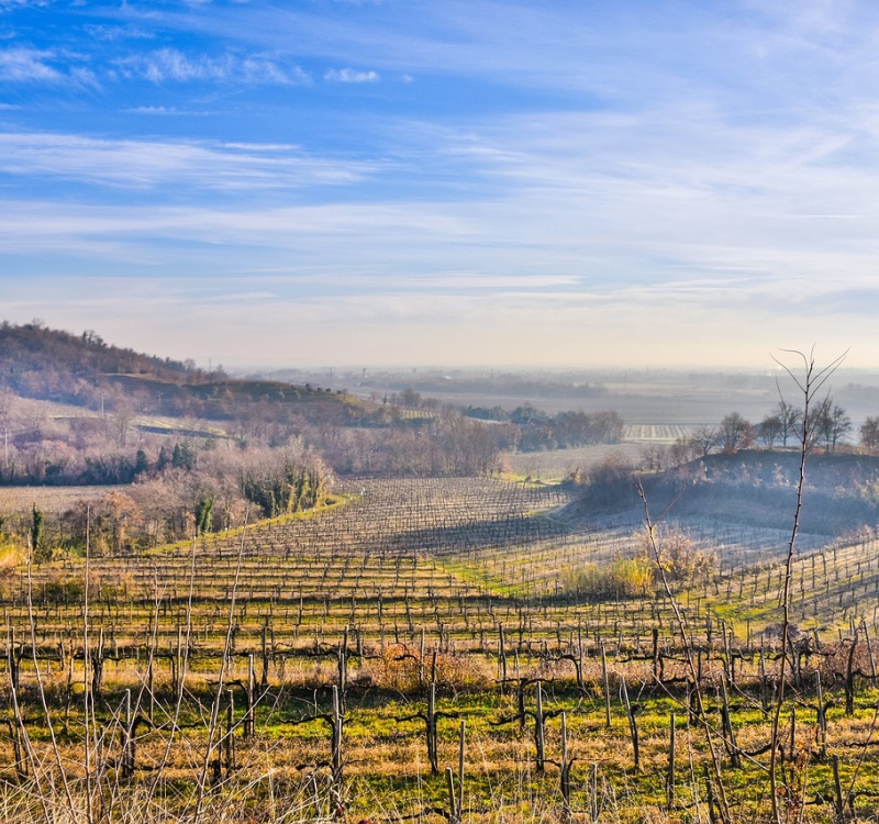 Gorizia - Udine, Friuli Venezia Giulia, Italia, ,Tenuta Agricola,Cantine e Vigne,1128