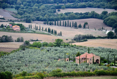 Firenze-Siena, Toscana, Italia, ,Tenuta Agricola,Tenute Agricole Vinicole,1129