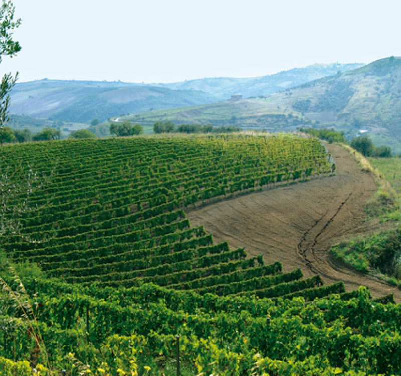 Rionero in Vulture, Potenza, Italia, ,Tenuta Agricola,Cantine e Vigne,1131