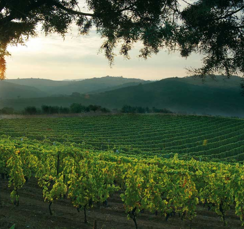 Rionero in Vulture, Potenza, Italia, ,Tenuta Agricola,Cantine e Vigne,1131