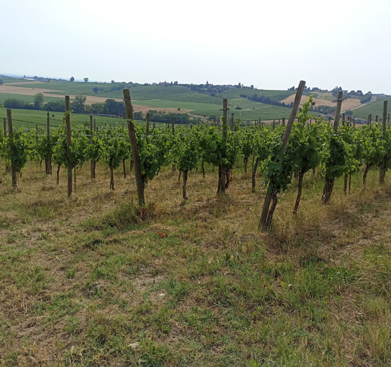 Rovescala, Pavia, Italia, ,Tenuta Agricola,Cantine e Vigne,1132