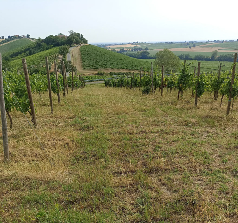 Rovescala, Pavia, Italia, ,Tenuta Agricola,Cantine e Vigne,1132