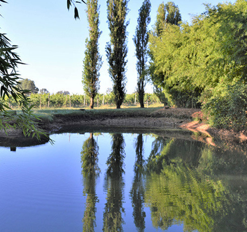 Fonte di Onè Asolo, Treviso, Italia, 6 Stanze Stanze,8 BagnoBagno,Tenuta Agricola,Tenute Agricole Vinicole,1137