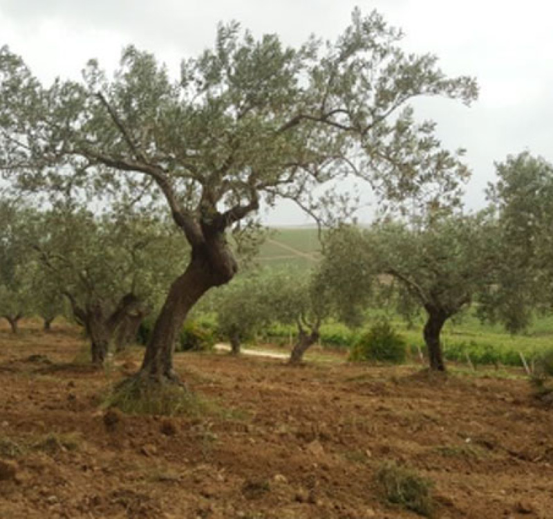 Sciacca, Agrigento, Italia, ,Tenuta Agricola,Casali e Rustici,1139