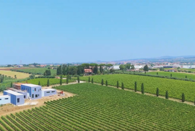 Ariccia, Roma, Italia, ,Tenuta Agricola,Cantine e Vigne,1147