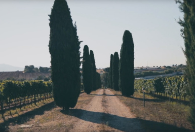 Ariccia, Roma, Italia, ,Tenuta Agricola,Cantine e Vigne,1147