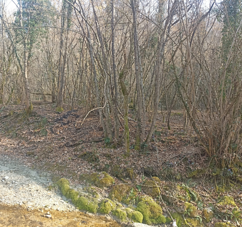 Pieve di Soligo Loc. Solighetto, Treviso, Italia 31058, ,Terreno,Terreni Agricoli,1154