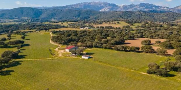 San Michele, Berchidda, Sassari, Italia, ,Tenuta Agricola,Cantine e Vigne,1155