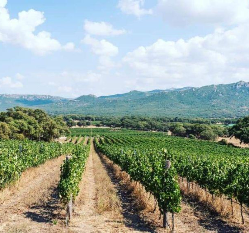 San Michele, Berchidda, Sassari, Italia, ,Tenuta Agricola,Cantine e Vigne,1155